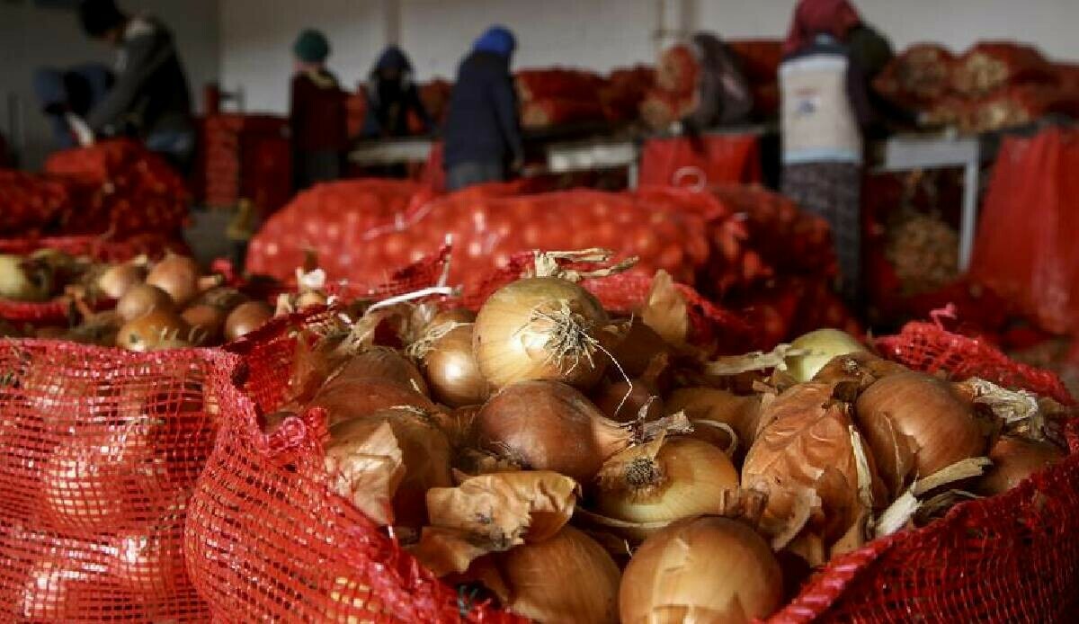 Tarım Bakanlığı’ndan soğan hasadı açıklaması: Fazlasıyla karşılayacak seviyede görseli