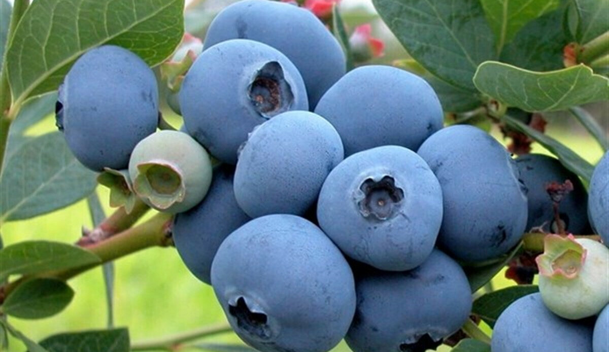 Astronotlar uzayda tüketiyor.. Hafızayı bomba gibi yapıyor, kansere duvar oluyor  görseli