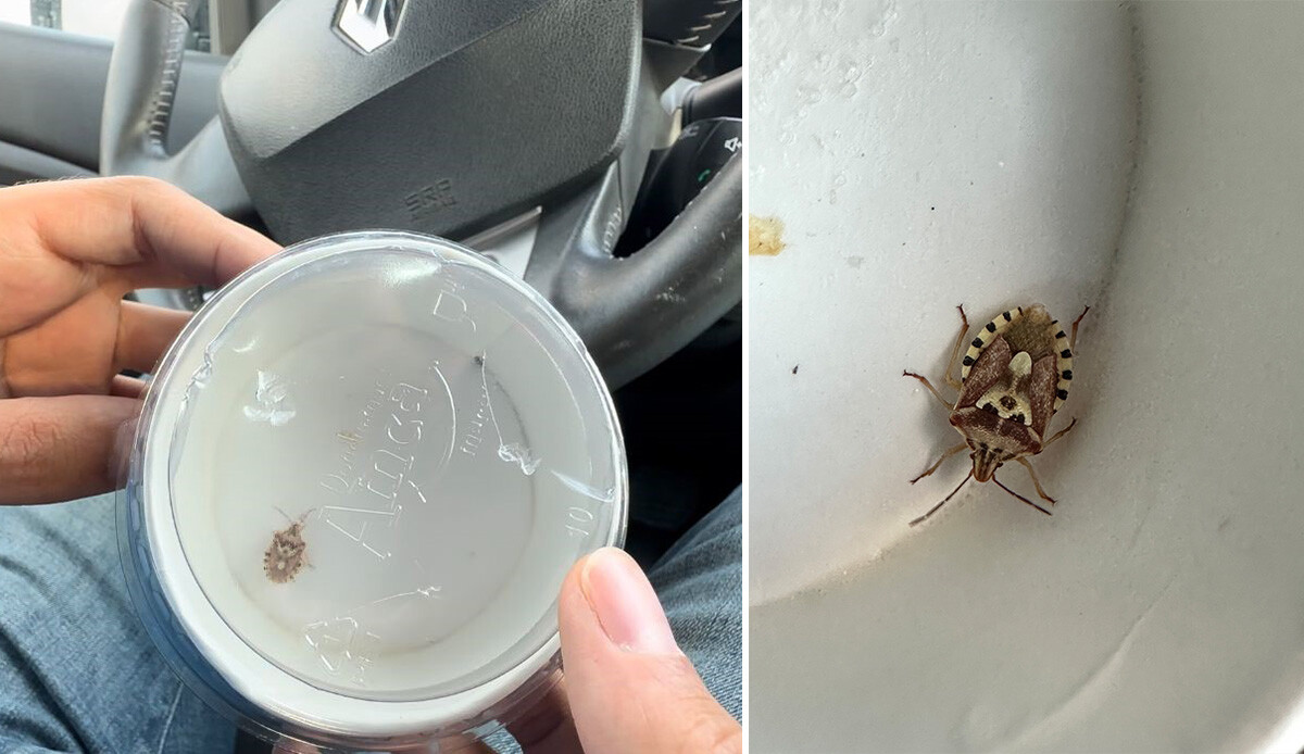 Görenler şaşıp kalıyor, Yüksekova'da insan yüzlü böcek! görseli