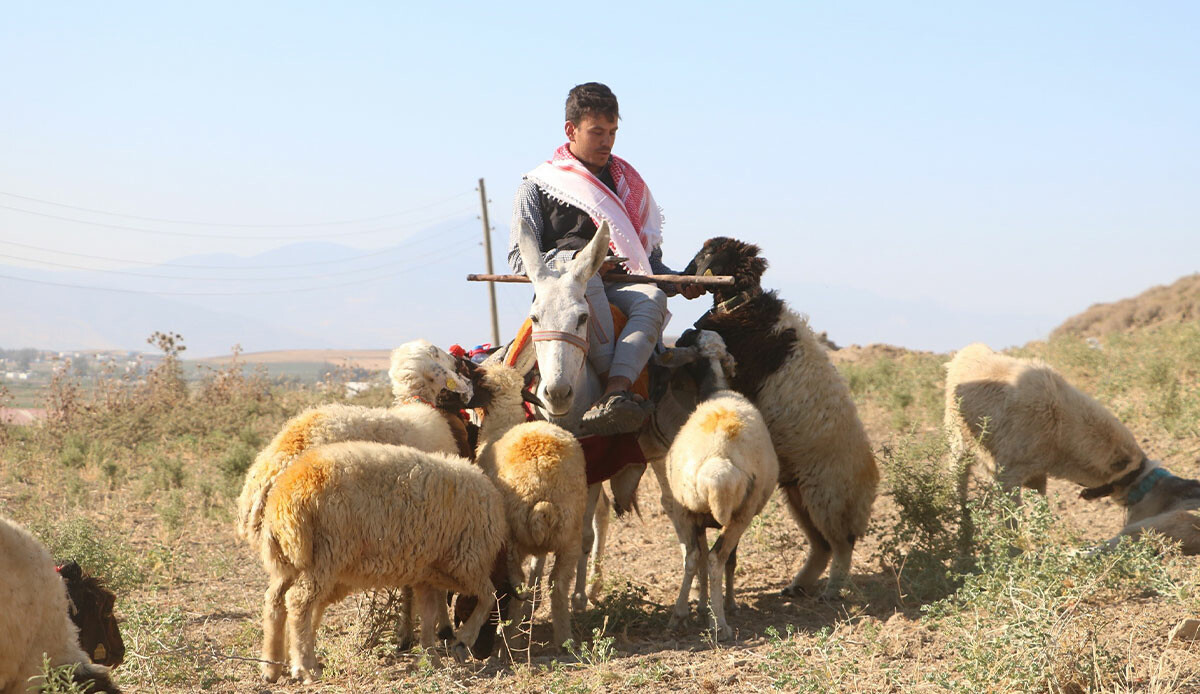 40 derece sıcakta zorlu mesai: Her şey hayvanları için görseli