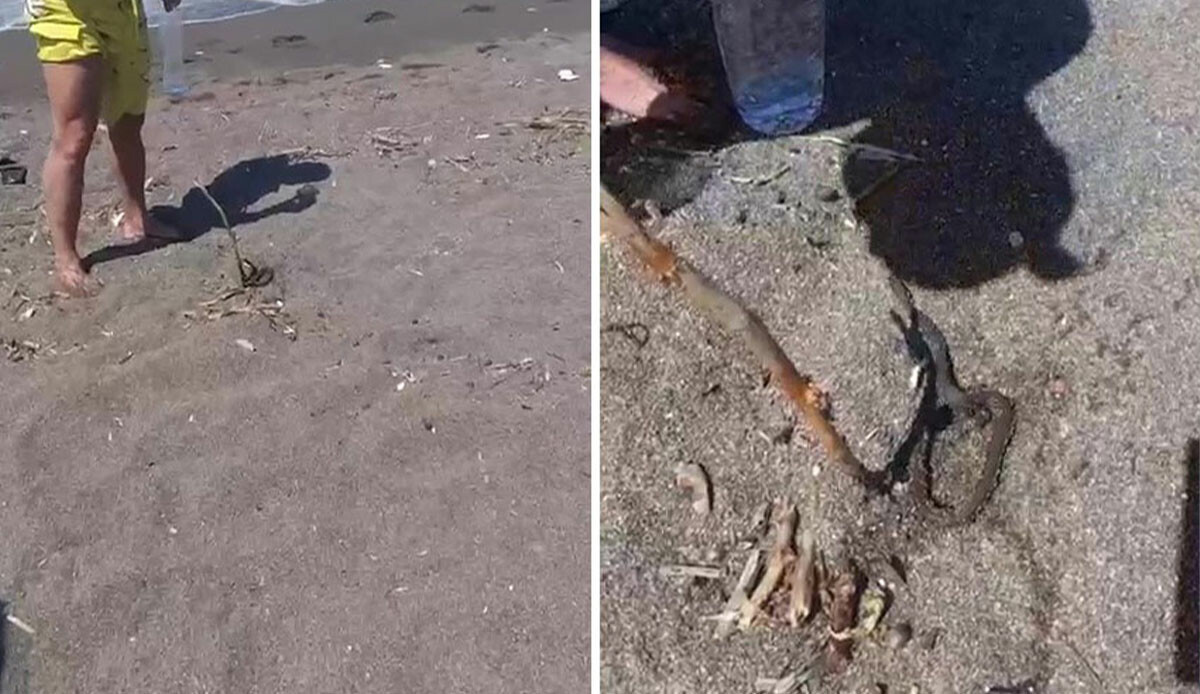 Gözlerine inanamadı! Bacağına bir şey dolandığını fark edip kendini karaya attı görseli