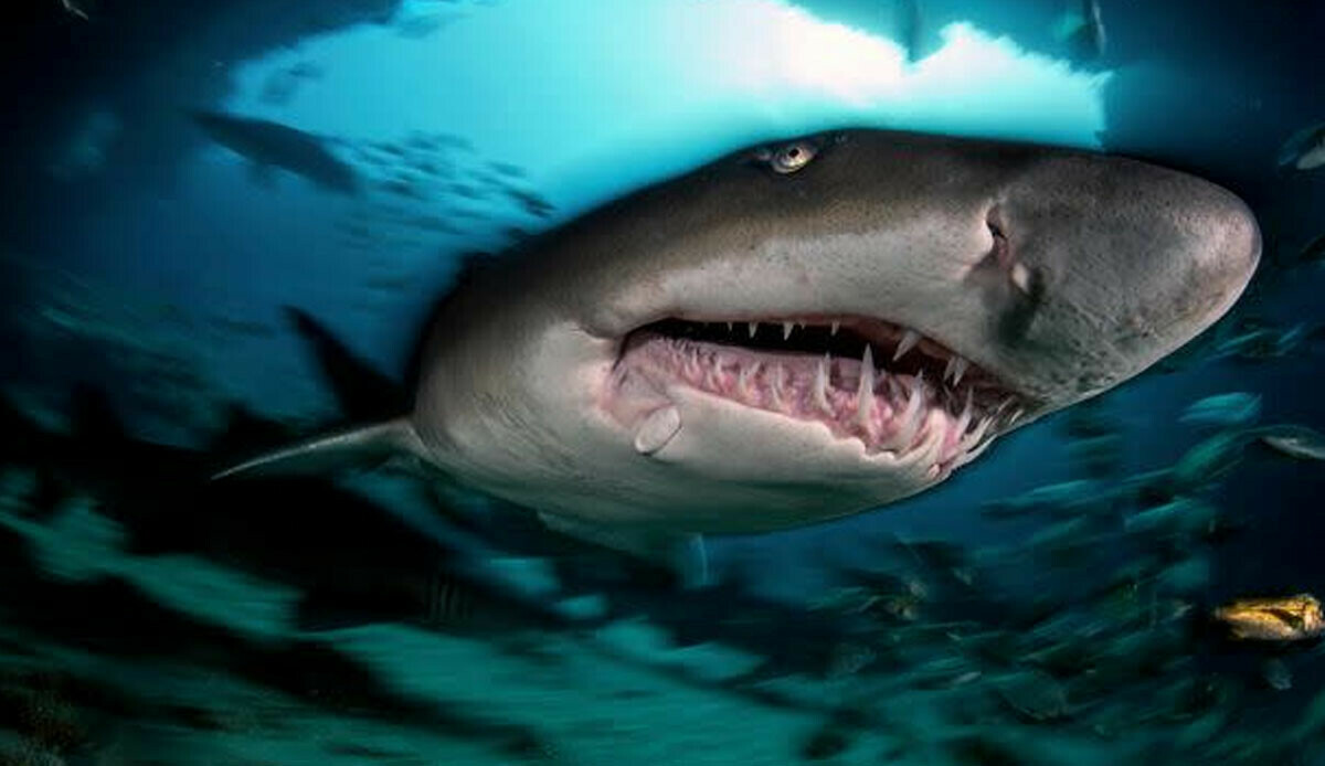 ABD'de köpekbalığı dehşeti! Talihsiz kadından 10 kilo et kopardı görseli