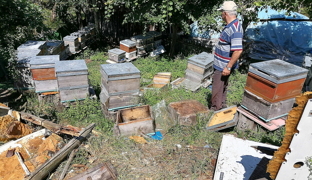 Dağda aç kalan ayı köye inip dehşet saçtı! görseli