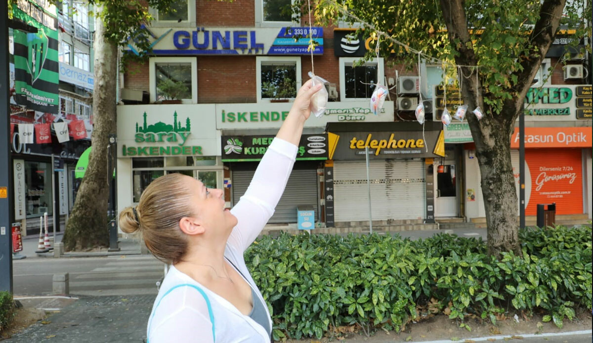 Sürpriz yoğun ilgi gördü: Vatandaş ağaçtan pişmaniye topladı görseli