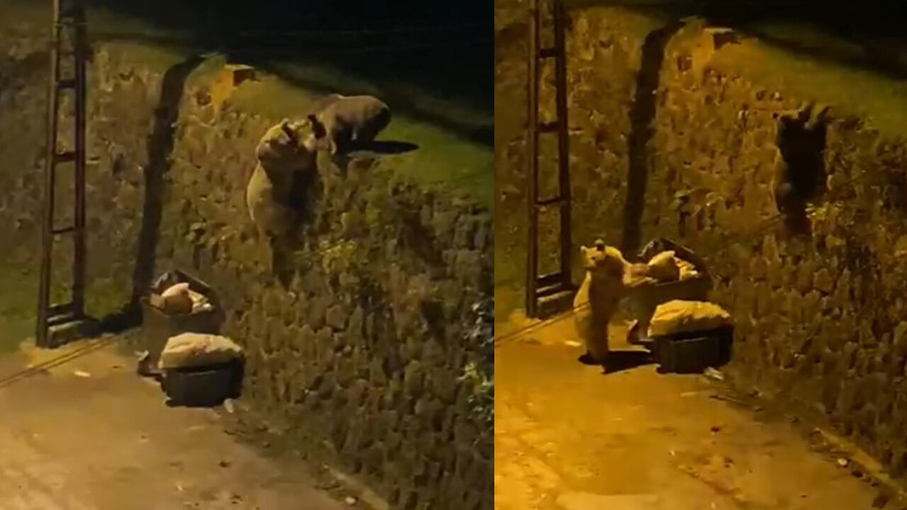 Artvin'de ayılar mahalleye kadar indi görseli