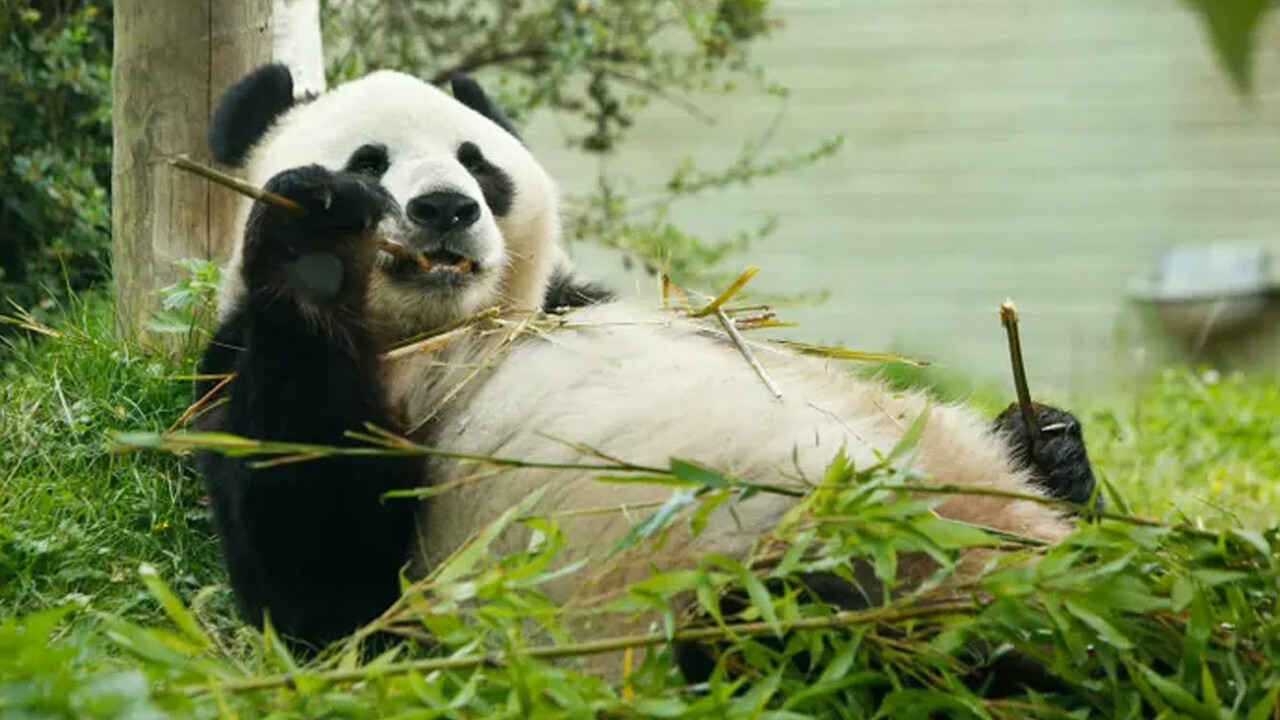 ABD ile Çin arasındaki 51 yıllık diplomasi girişimi sona eriyor! Pekin, hediye pandaları geri alıyor… görseli