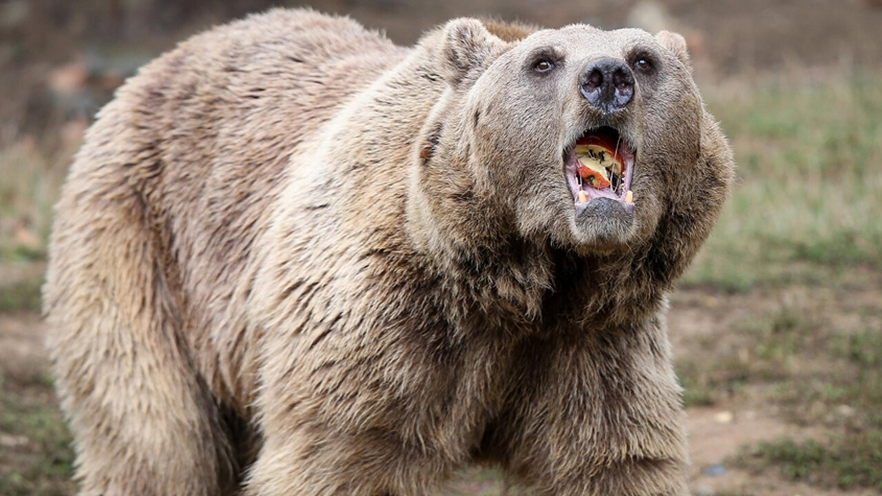 Ulusal parkta korkunç olay: Boz ayı iki kişiyi öldürdü görseli