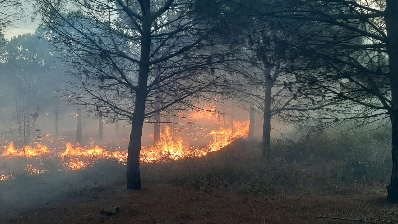 Yine orman yine yangın! 2,8 hektar alan zarar gördü görseli