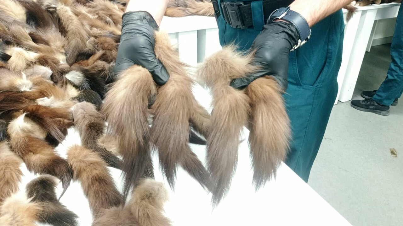 İstanbul Havalimanı'nda 10 bin 300 adet tilki kuyruğu yakalandı görseli