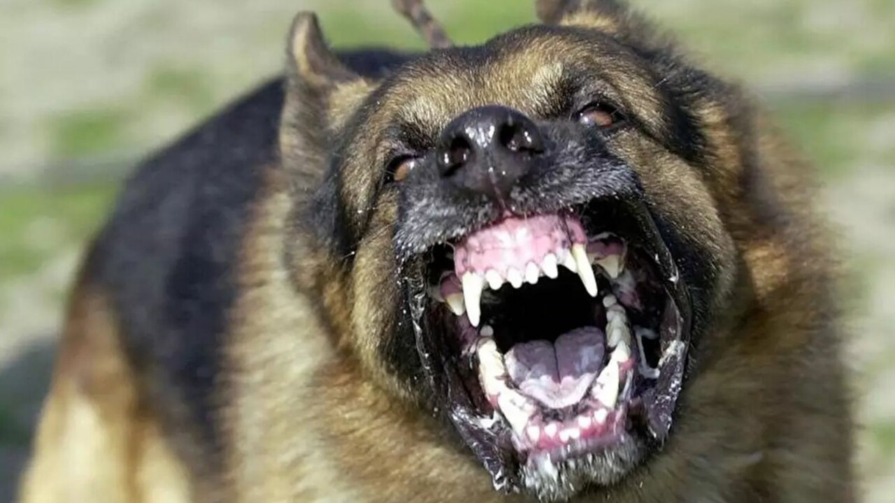 Köpek dehşetinde bir yenisi daha! Diyarbakır'da küçük çocuk ağır yaralandı görseli