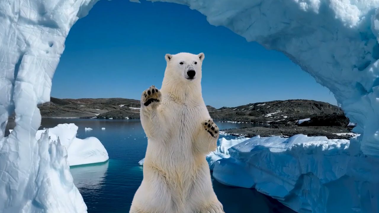 Miami'den Türkiye'ye film ödülü! "Kutup Ayılarının Eriyen Dünyası" en iyi kısa belgesel seçildi görseli