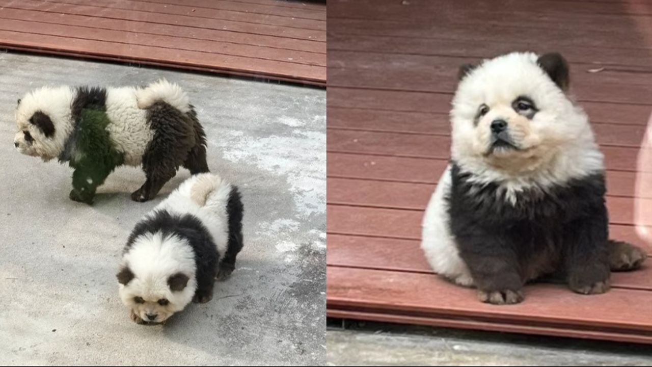 Bir bu kalmıştı! Çin’de çakma panda görseli