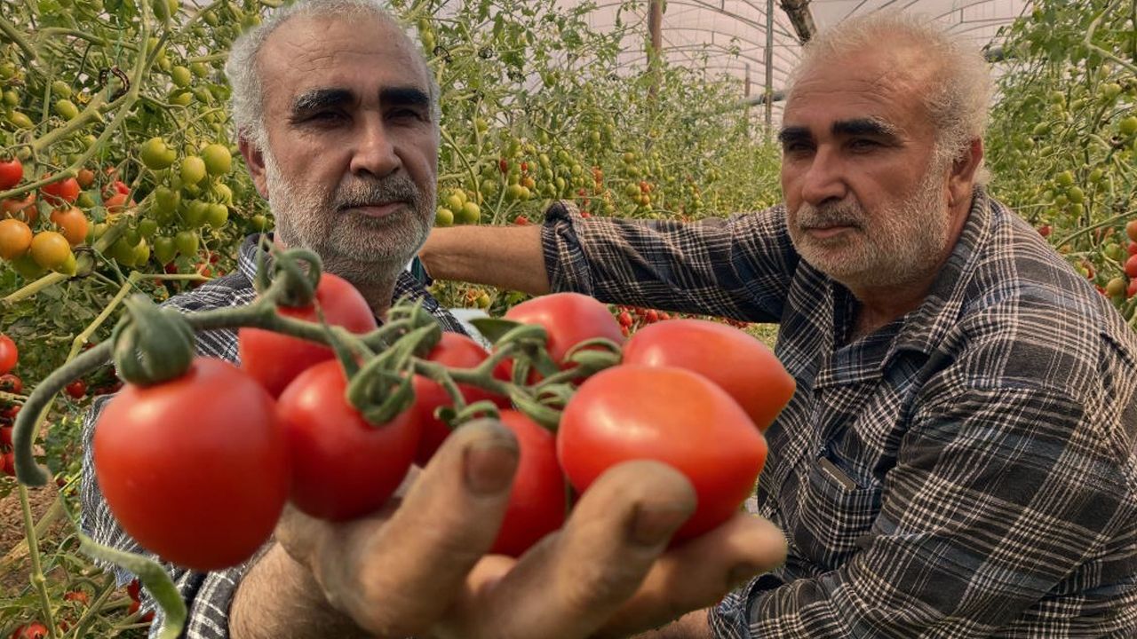 Böylesi ilk kez yaşanıyor! Domatesin tarla fiyatıyla market fiyatı ağızları açıkta bıraktı: Aradaki farkı kim yiyor? görseli