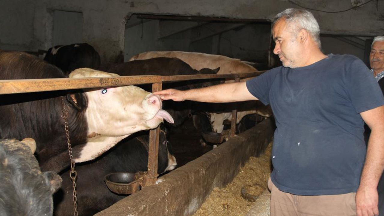 Herkes ucuz diye o ile akın ediyor! Kurbanlık fiyatları daha düşük görseli