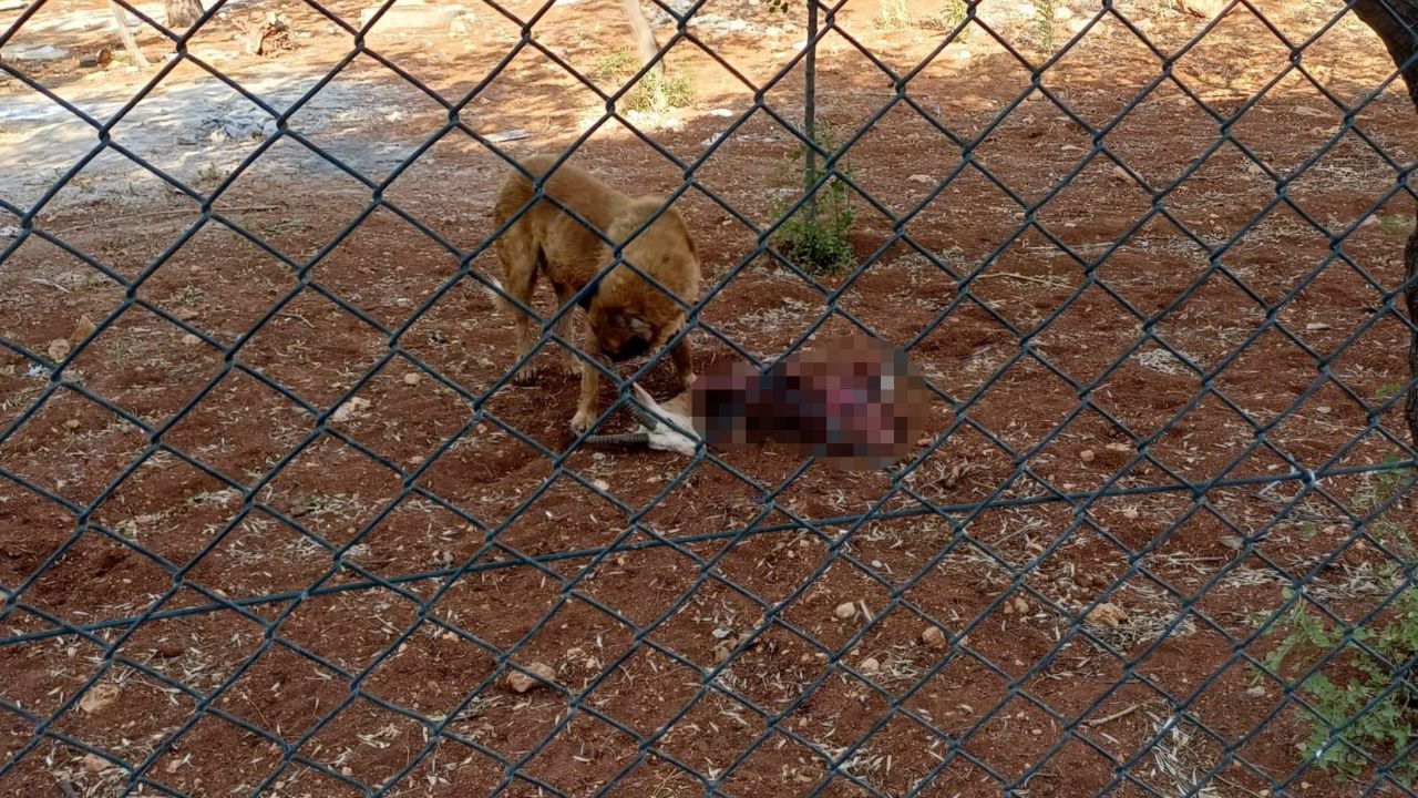 Başıboş köpekler, koruma altındaki ceylanları paramparça etti