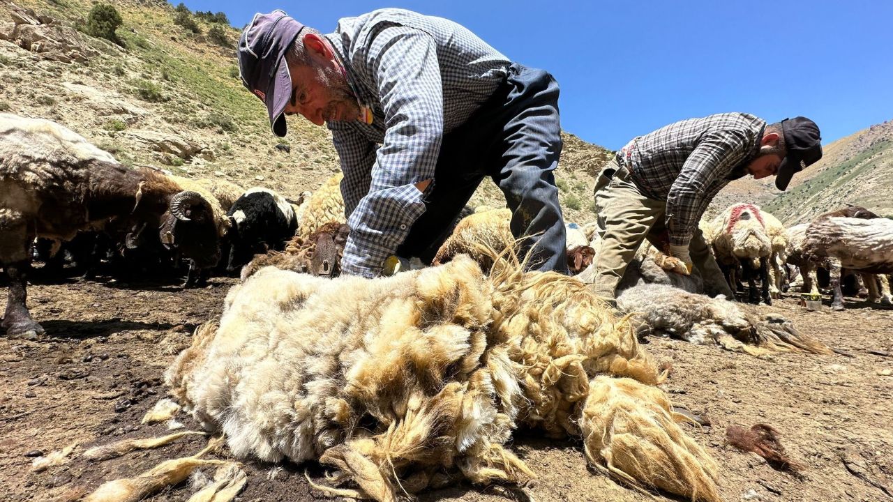 1 yılda büyüdü, 3 dakikada kırpıldı! Köylülerin zorlu mesaisi sıcak soğuk demeden başladı
