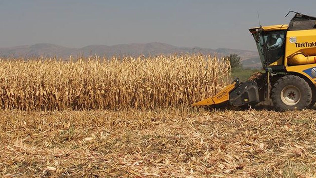 Çiftçiler kuraklığa rağmen umutlu! Ürün kalitesi harika, rekolte beklentisi 700 kilo