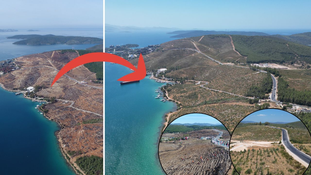 Alevler küle çevirmişti, şimdi alabildiğine yeşil! Binlerce hektar böyle kazandırıldı