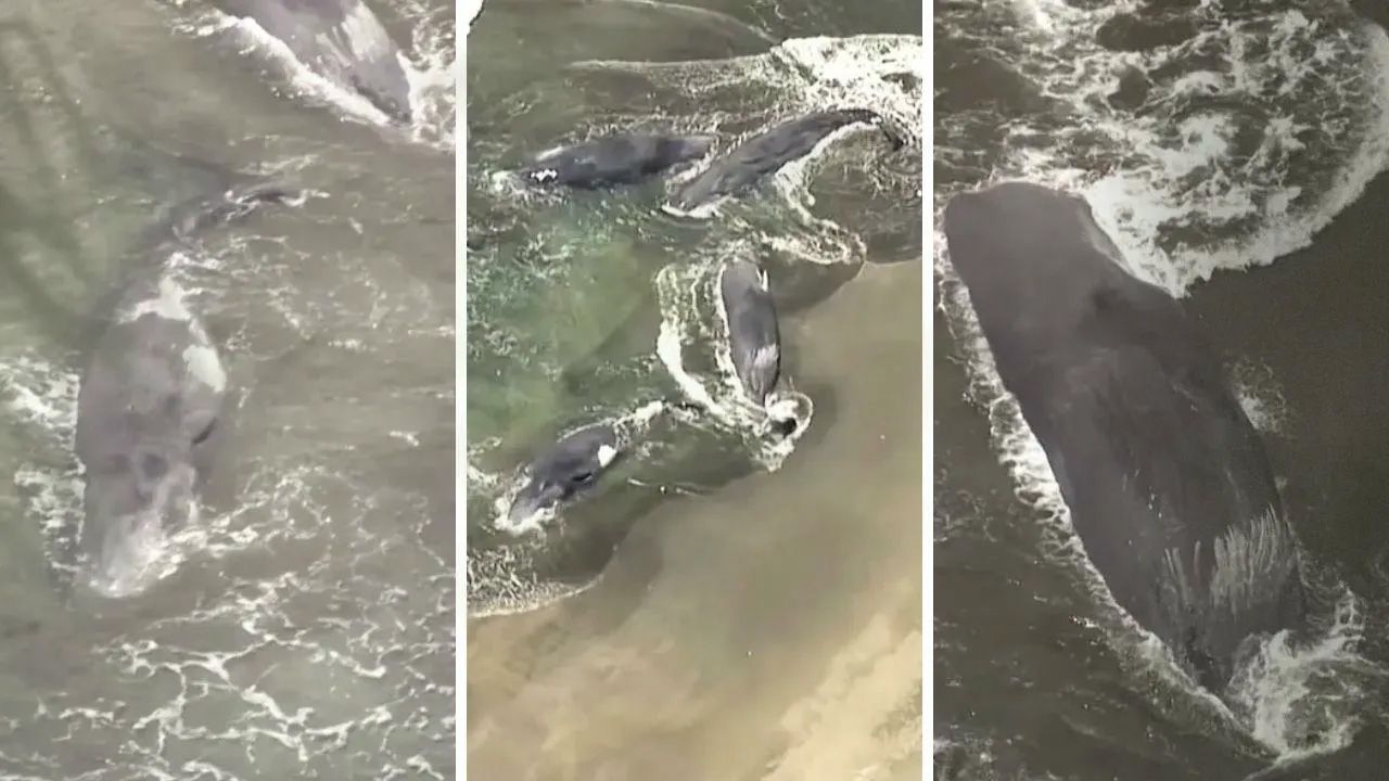 Balinalar kıyıya vurdu, ülke alarmda! Deprem sonrası şoke eden görüntüler