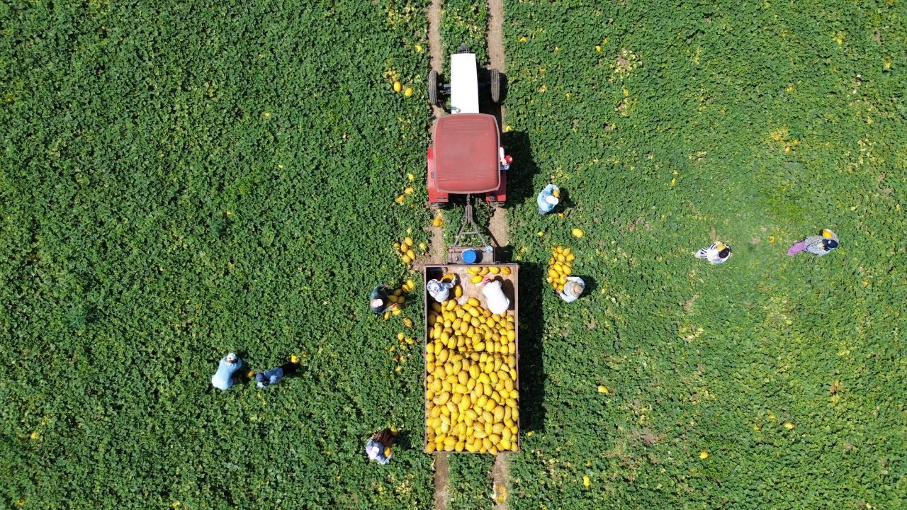 Bu yıl 50 bin ton hasat alınacak! Tarlada tanesi 15 lira