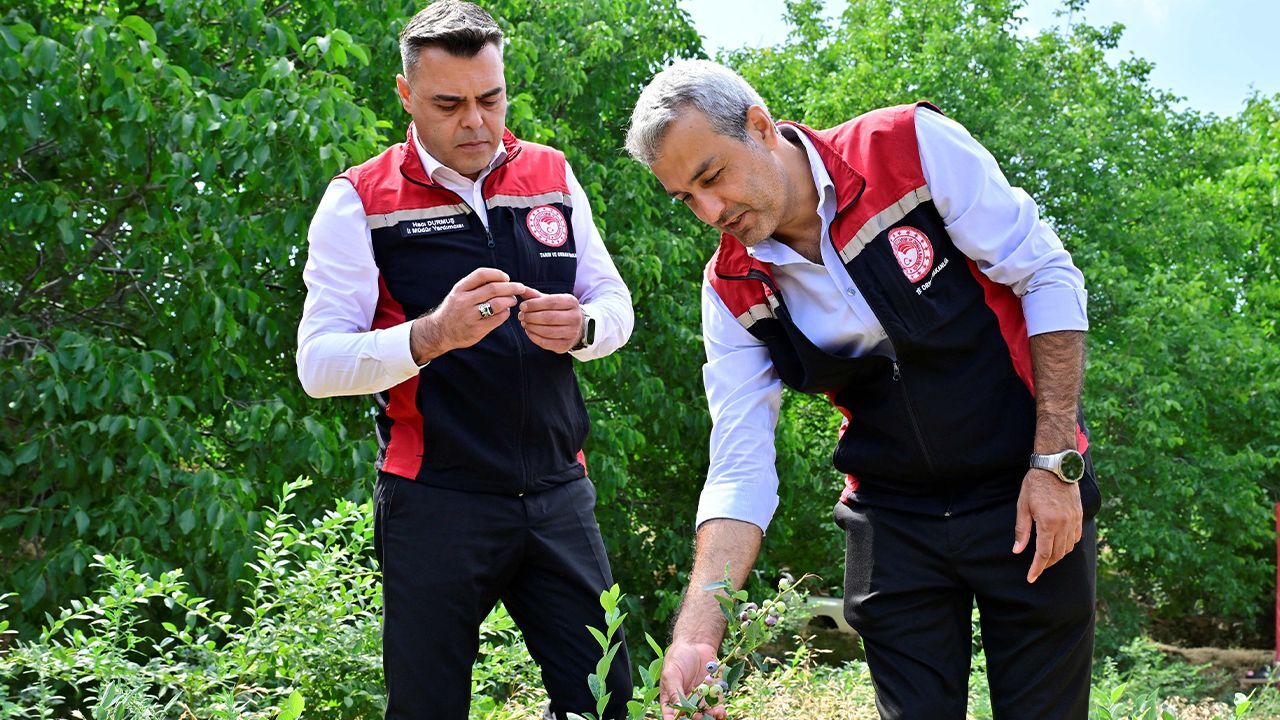 Çiftçi inat etti, 3 yılın sonunda hasadını yaptı: Kilosu 400 lira... 8 yılın sonunda 20