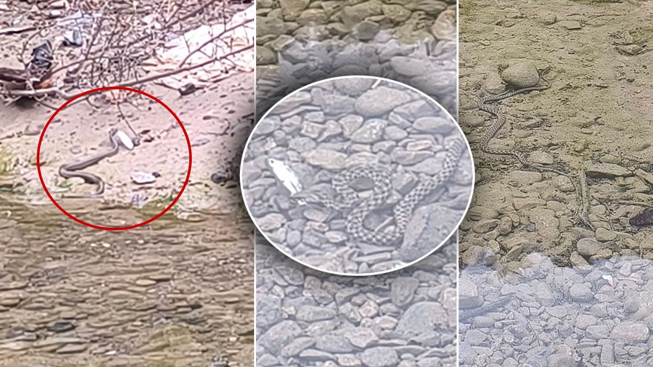 Piknik için gittiler, belgesel gibi kaydettiler! Osmaniye