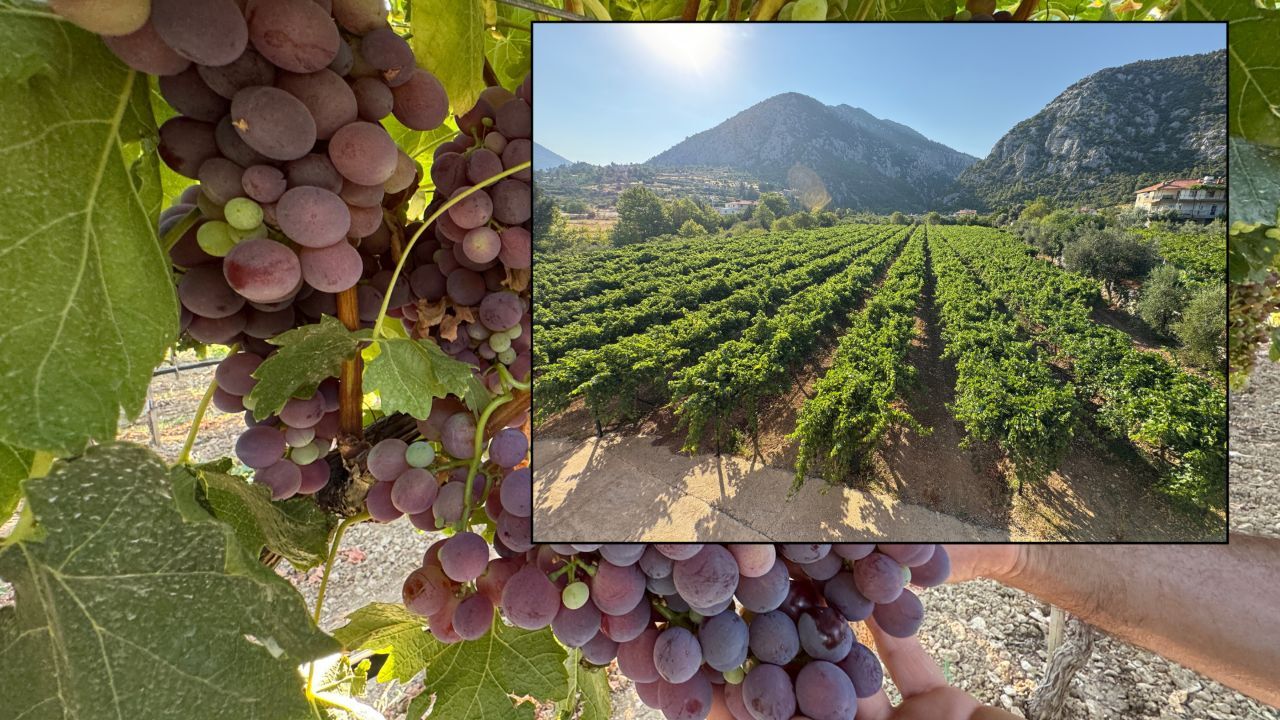 6 dönümde 5 çeşit ürünle marka haline geldi! En küçük salkım 1 kilo veriyor