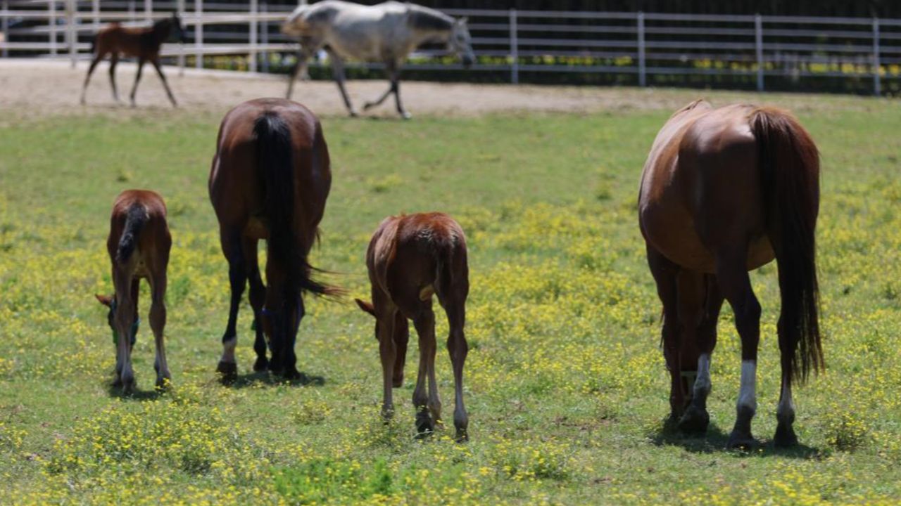 Hepsine özel olarak bakılıyor! 10 milyon liraya alıcısı var