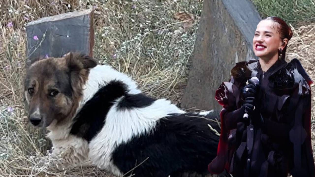 Sahibinin mezarından ayrılmıyordu! Ünlü şarkıcı Ceylan Ertem sahiplendi