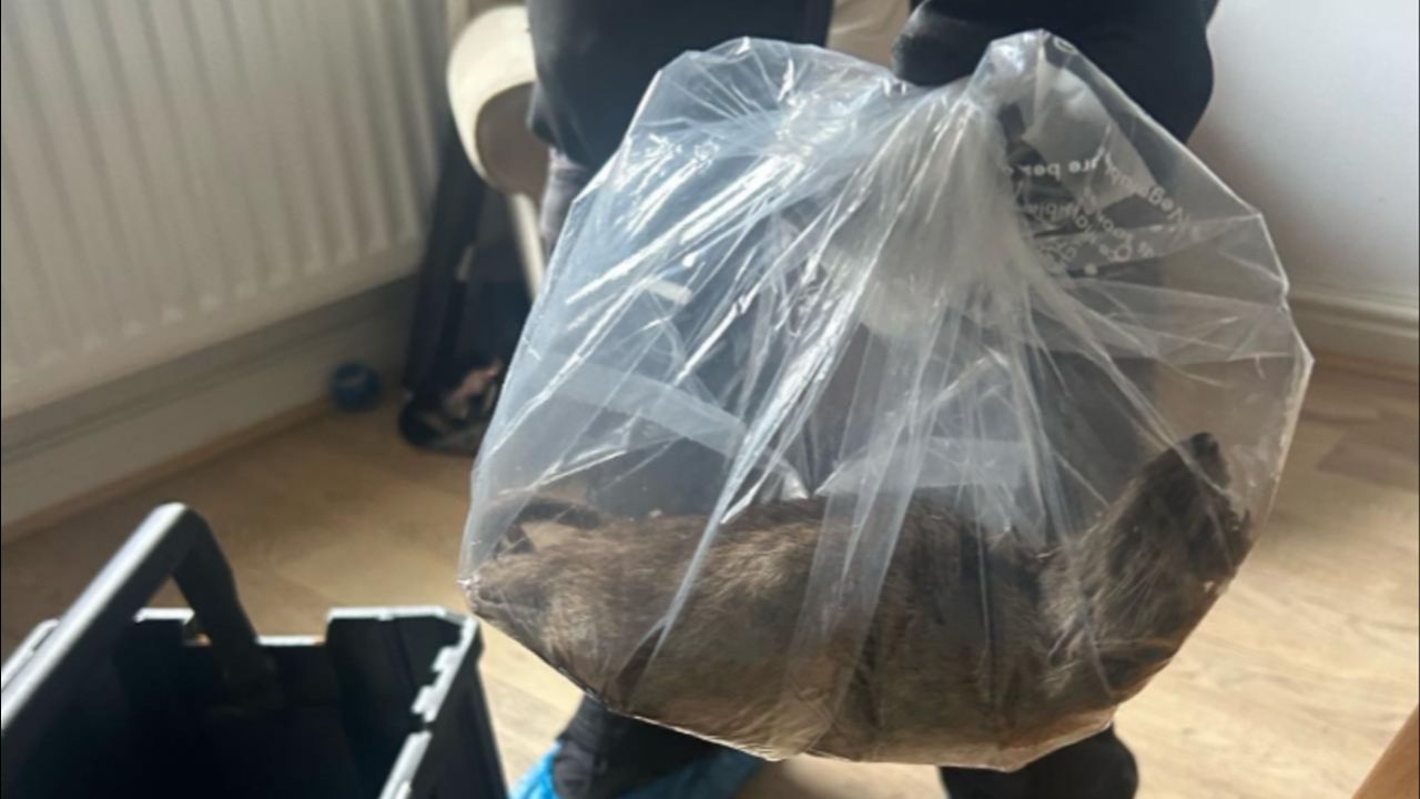 Bir mahalle felaketi yaşıyor! Evleri istila ettiler: Neredeyse kedi büyüklüğünde