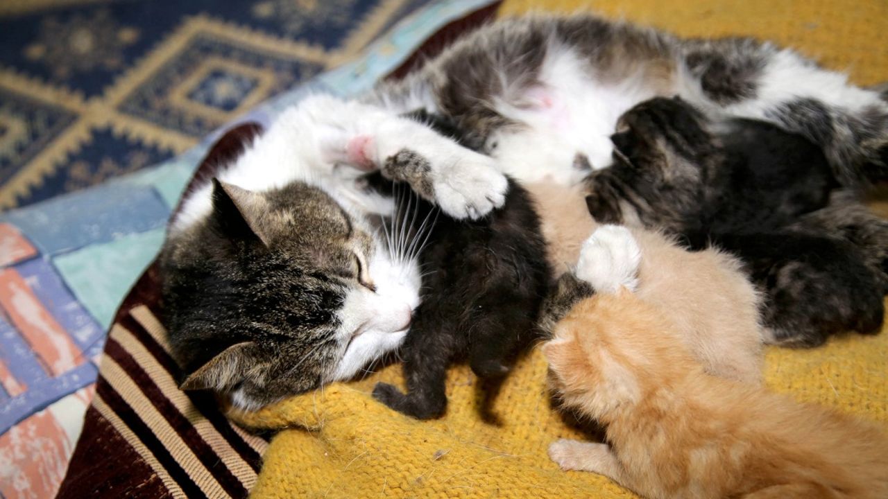 Çin’den dünyaya yayılan dehşet! Her 14 saatte bir yeni işkence: Görüntüler ifşa oldu