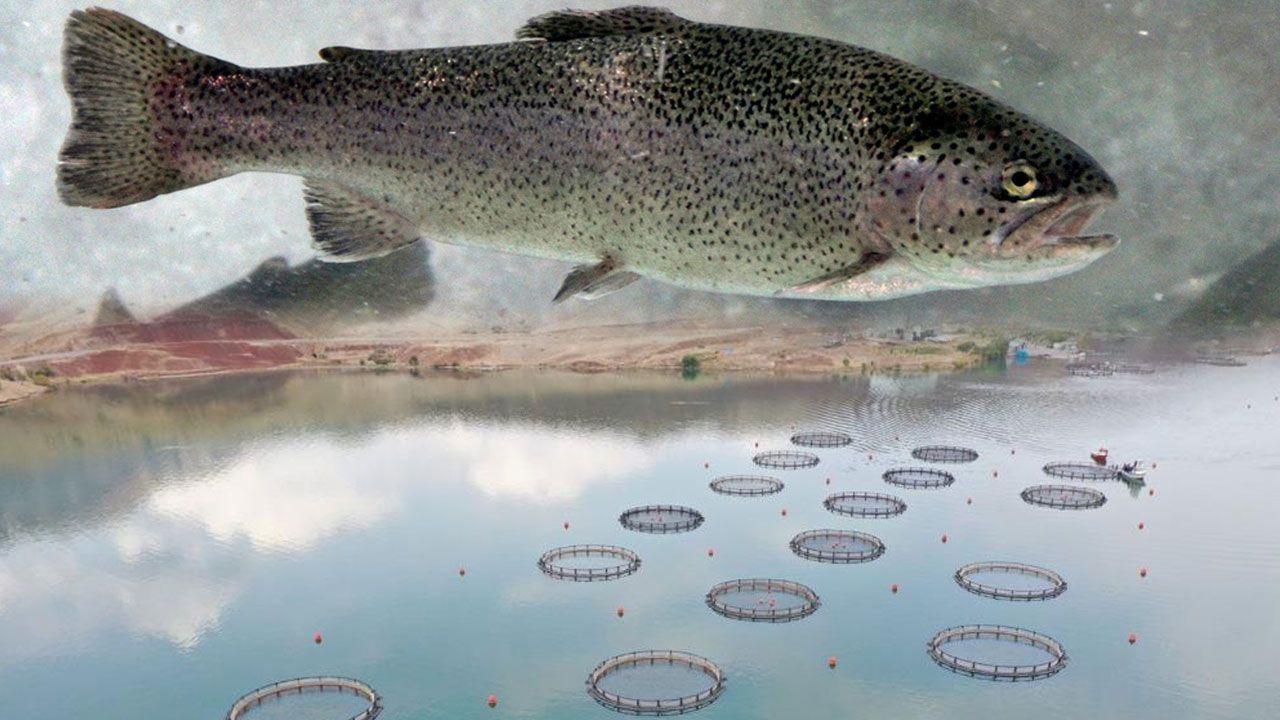 Rusya, Japonya ve Avrupa, somonu bu tesisten yiyor! Denizi yok ama ihracatta rekor kırıyor