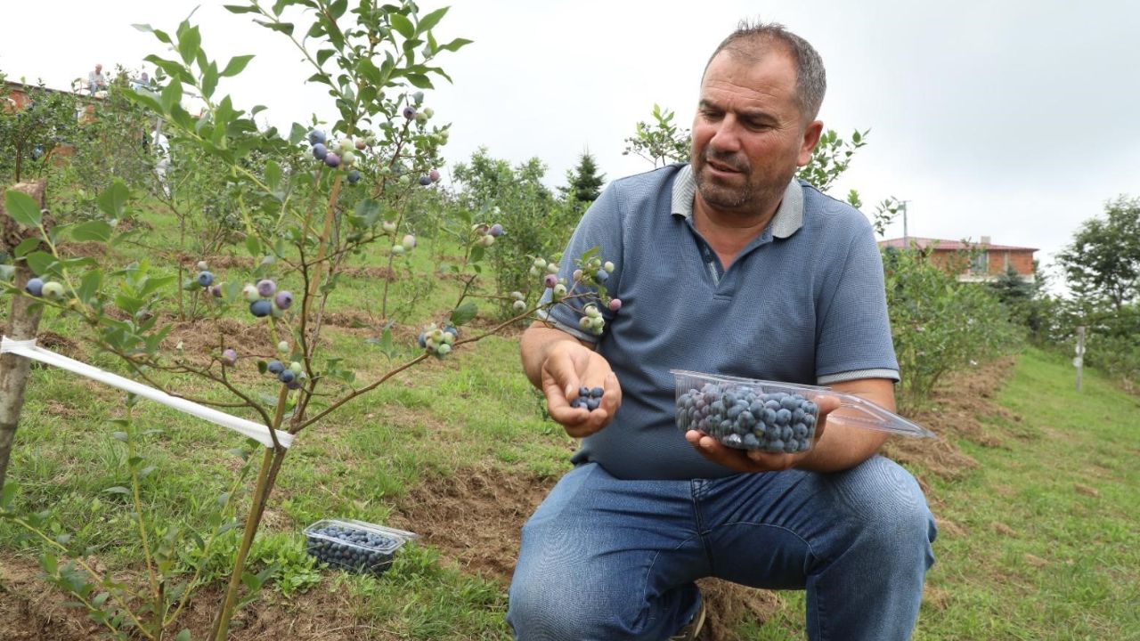 Adı gibi kendi de güzel! Hasat başladı, kilosu 500 liradan satılacak