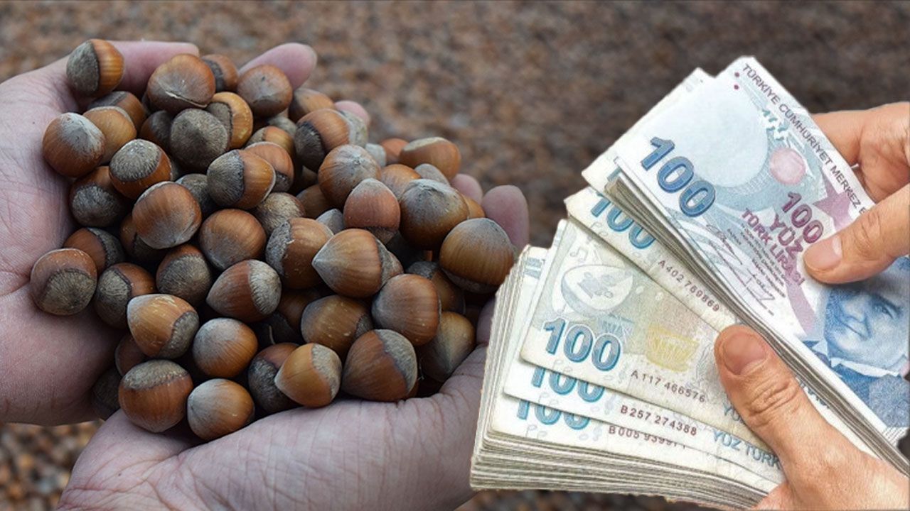 Fındık alım fiyatları belli oldu! TMO açıkladı, alımlar 25 Ağustos