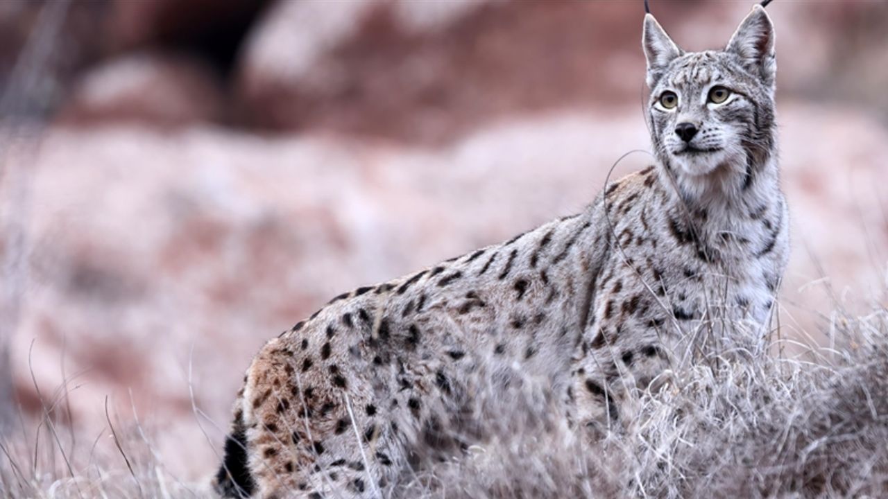 Hayvanat bahçesinden kan donduran çağrı: Evcil hayvanlarınızı 