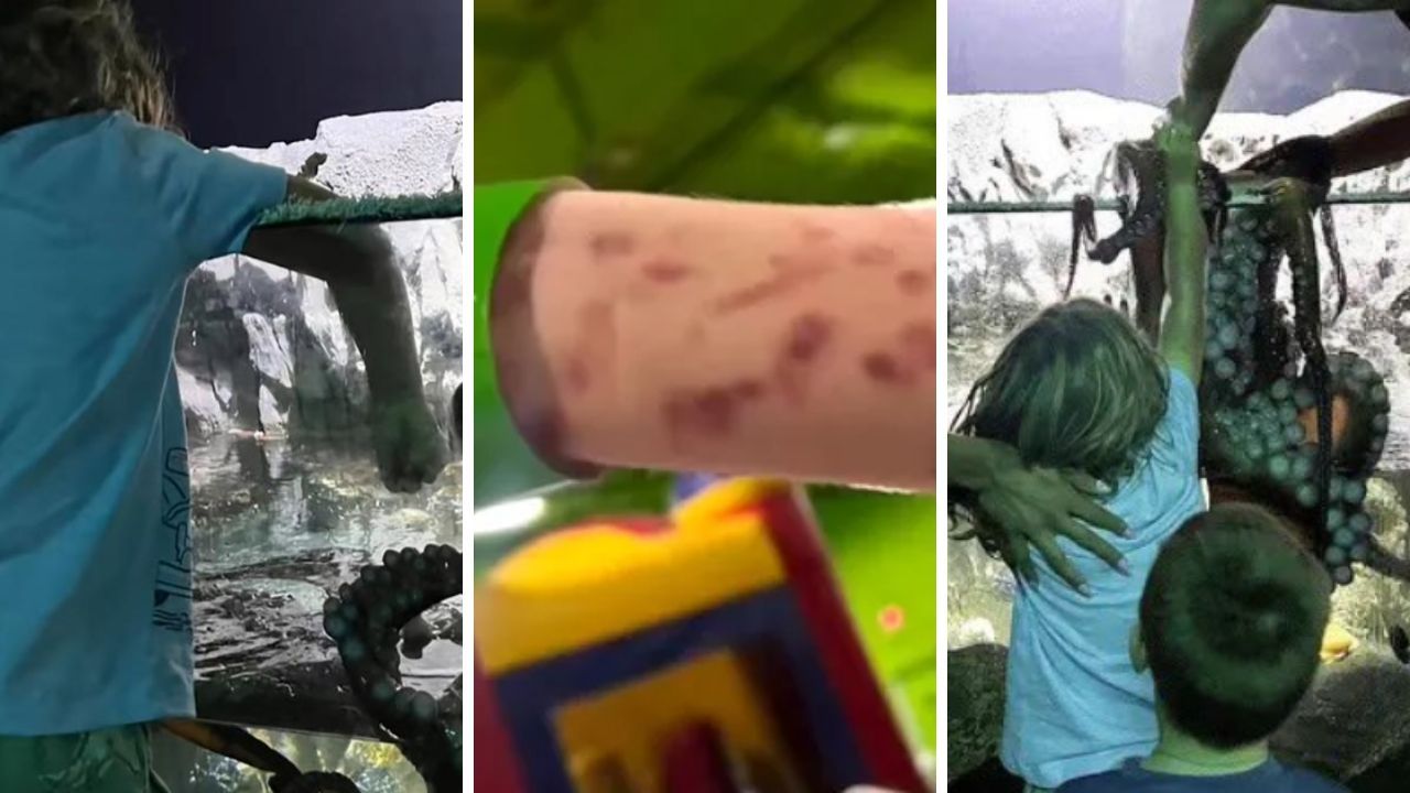 Akvaryumda facia! Dev ahtapot 6 yaşındaki çocuğun kolunu kaptı, o anlar sosyal medyayı salladı