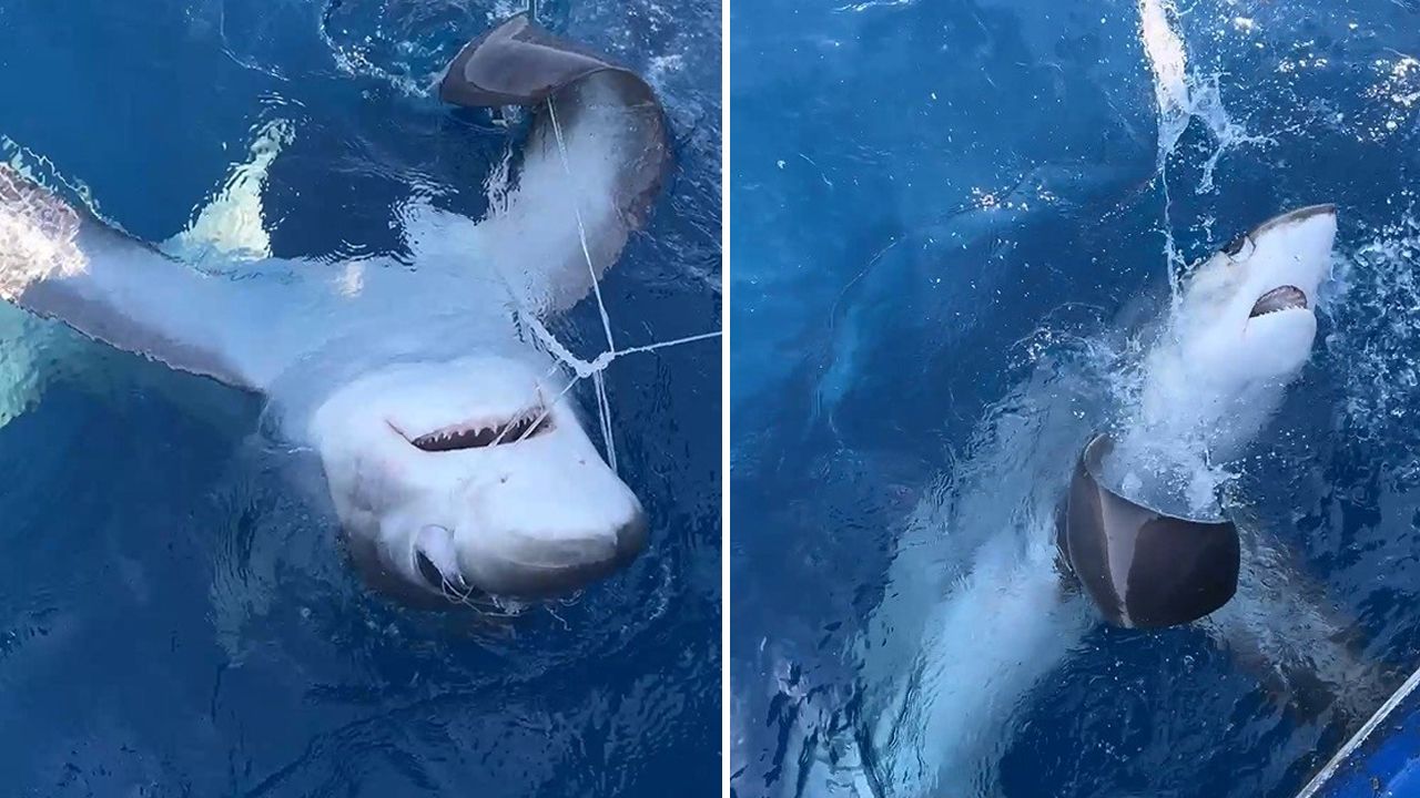 Burası Türkiye! Oltaya 6 metrelik köpek balığı takıldı