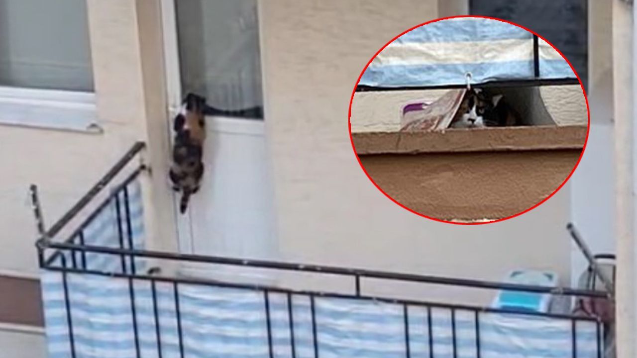 "Kedi balkona mahkum edildi" iddiası ortalığı karıştırdı!