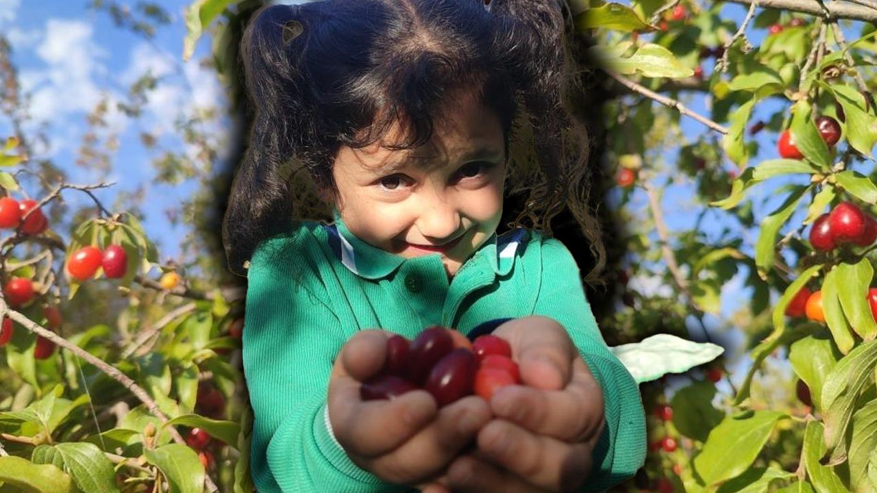 Kalp, beyin, sindirim, kolesterol, enfeksiyon... Hasat başladı, her derde deva