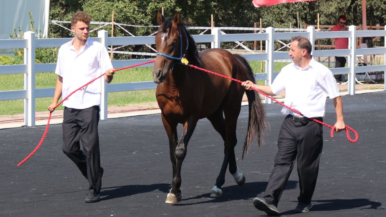 Lüks otomobil fiyatına tay! İhalede dudak uçuklatan rakamlar