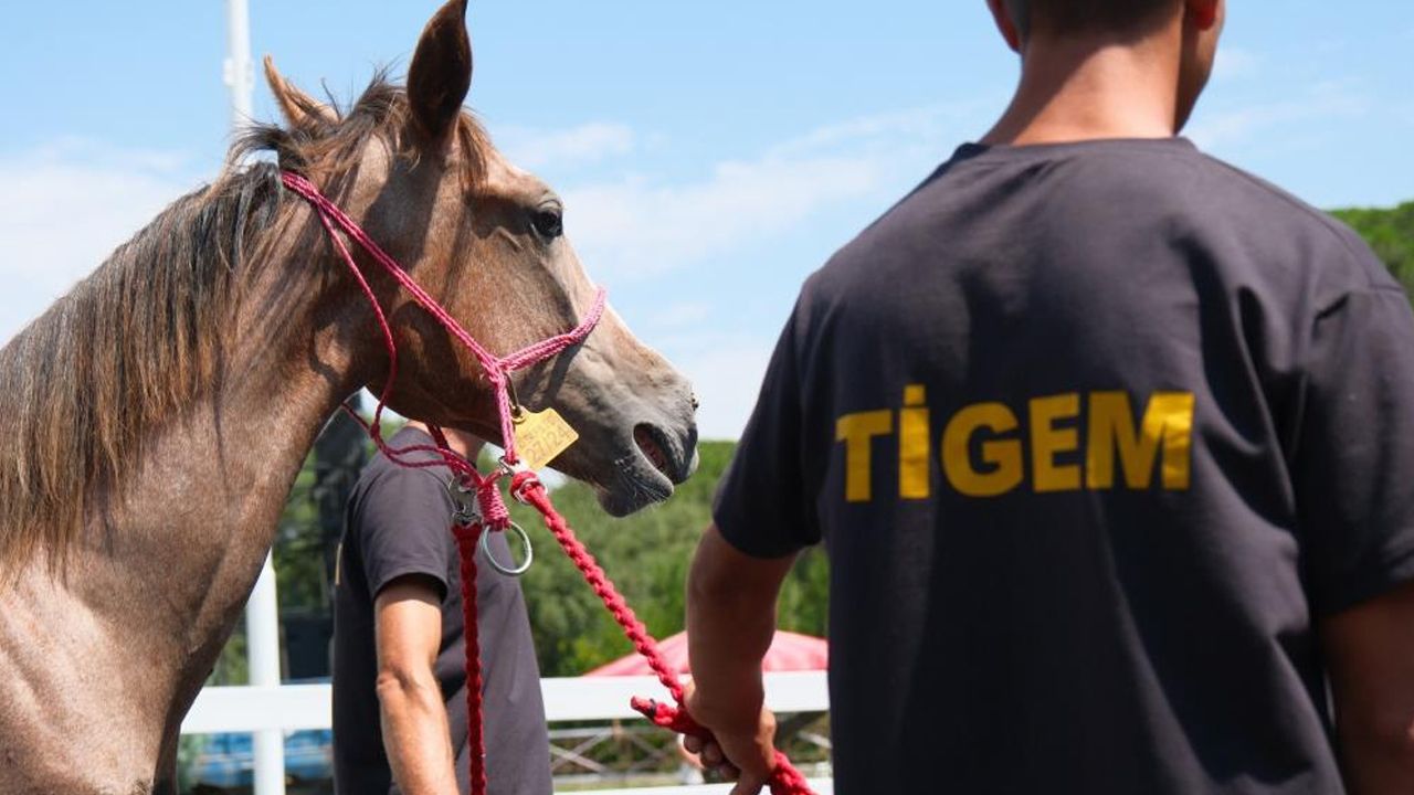 Tay satışı ve koşulardan yarım milyar liralık beklenti