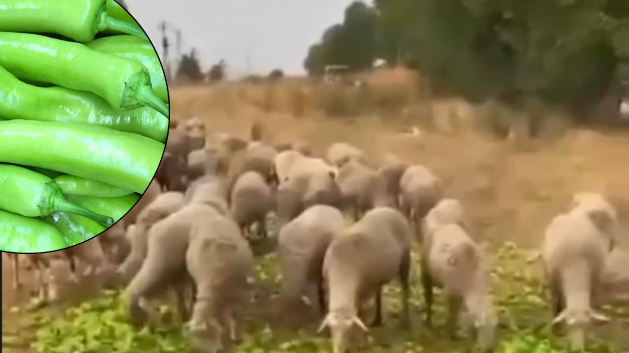 "Üretici isyanda" sözleriyle paylaşmıştı! 'Para etmediği için hayvanlara yedirdi' iddiası bakın ne çıktı...