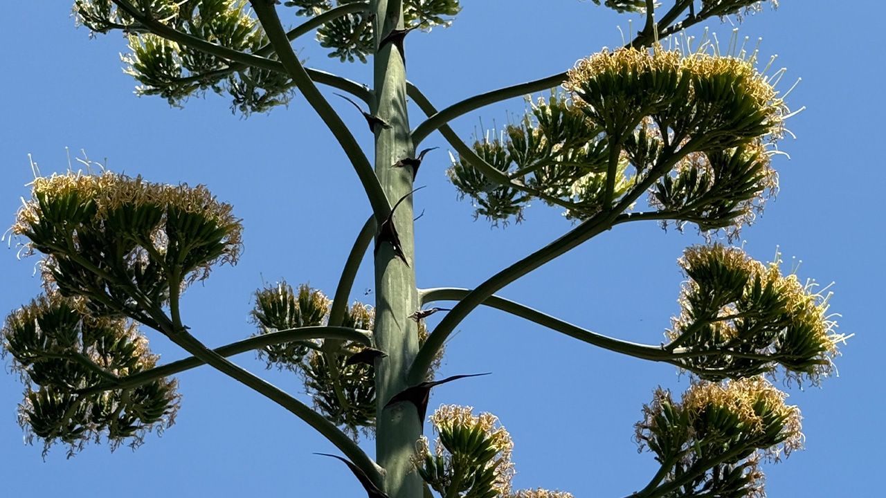 25 yıl önce dikildi, ilk kez çiçek açtı! Bu sitede oturanlar çok şanslı