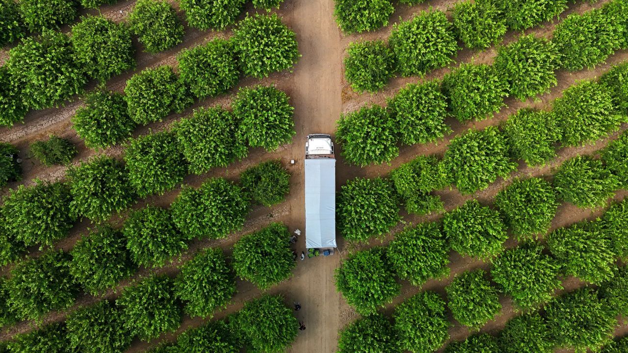 Bahçede 30, halde 60, markette tam 150 lira... Fiyat düşürecek hasat başladı!