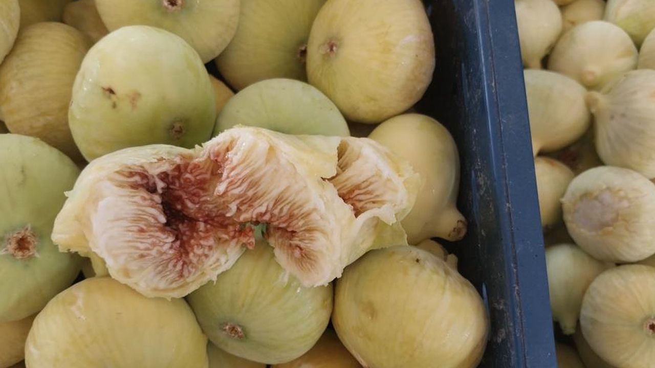 Altından bal damlayan tek meyve! Bu sene yüzleri güldürdü... 120 liradan kapış kapış satılıyor