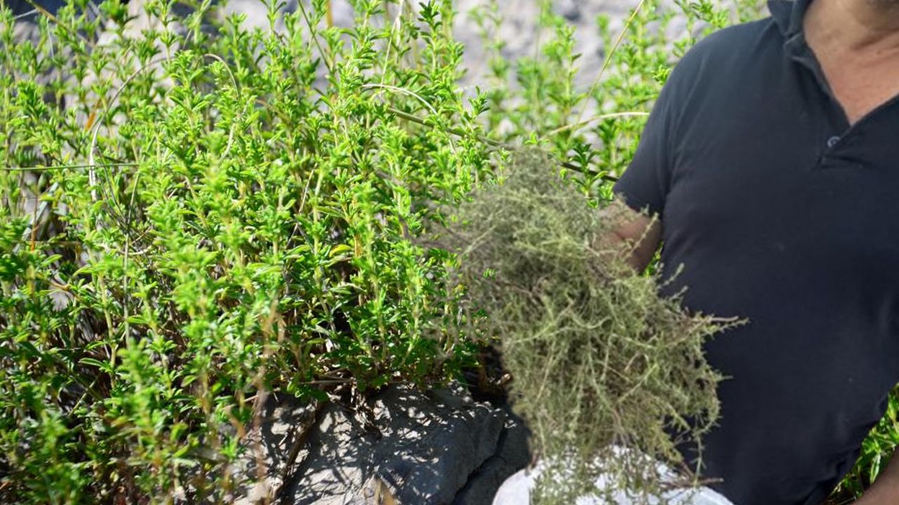 Taşların arasında yetişiyor, kokusu her şeye bedel! Onun için 1800 rakımlı yaylaya çıkıyorlar... Demeti 50 lira