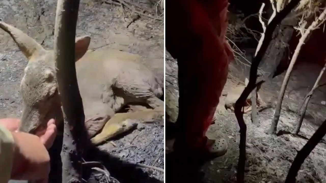 Yangının ardından gelen şefkat! Yaralı yavru ceylanı elleriyle hayata bağladılar