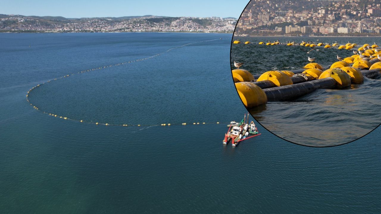 İzmit Körfezi kendine geldi! Çalışmalar sonuç verdi, popülasyon yüzde 35 arttı