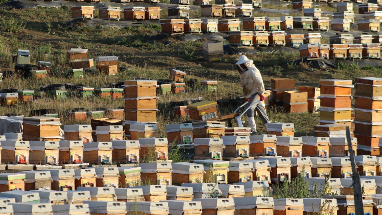 Lezzeti de faydaları da anlatmakla bitmez! Beklenen hasat başladı, üretici umutsuz