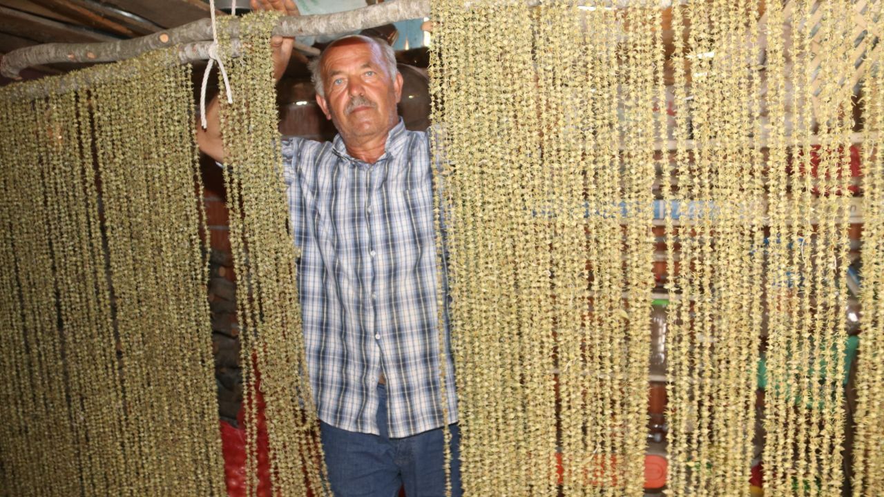 Tek tek ipe diziliyor! Doğanın narin güzelliğinde hasat başladı